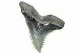 Snaggletooth Shark (Hemipristis) Tooth - South Carolina #270018-1